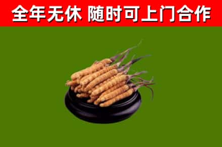 饶平县回收冬虫夏草