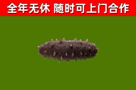 饶平县回收海参干